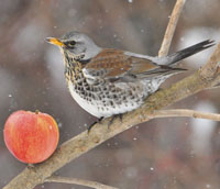 Fieldfare 02.10w1