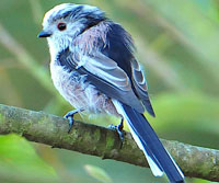 Long tailed tit 01w1