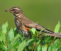 Redwing 02.10w1