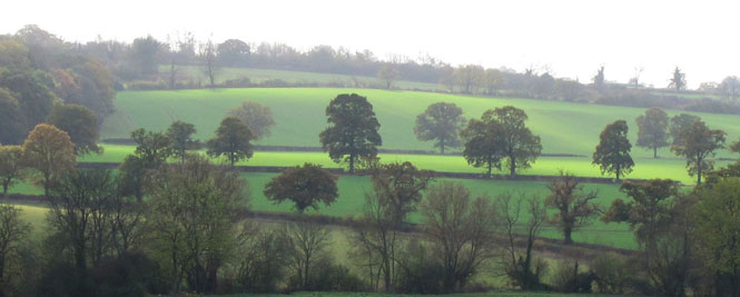 Trees near Weston