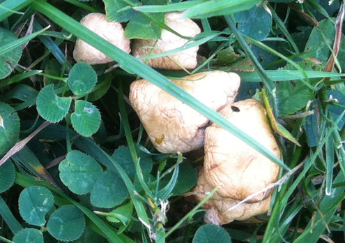 Castle Green Mushrooms 02