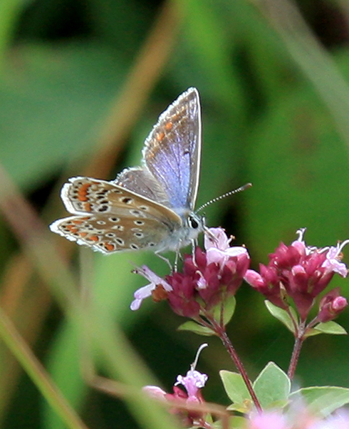 Common Blue Butterfly (female) Photo: Chris Behan
