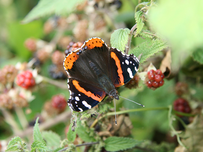 red-admiral-1