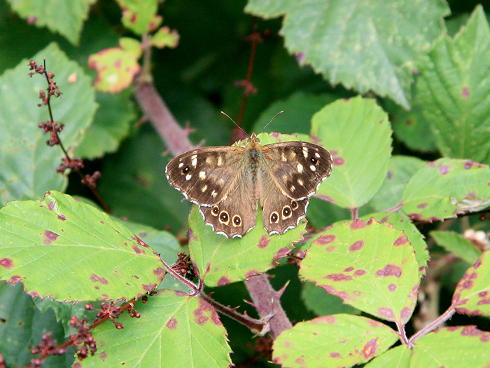 speckled-wood-1